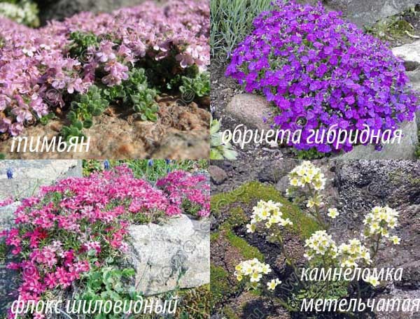 Фото цветов для альпийской горки Фото цветов для альпийской горки